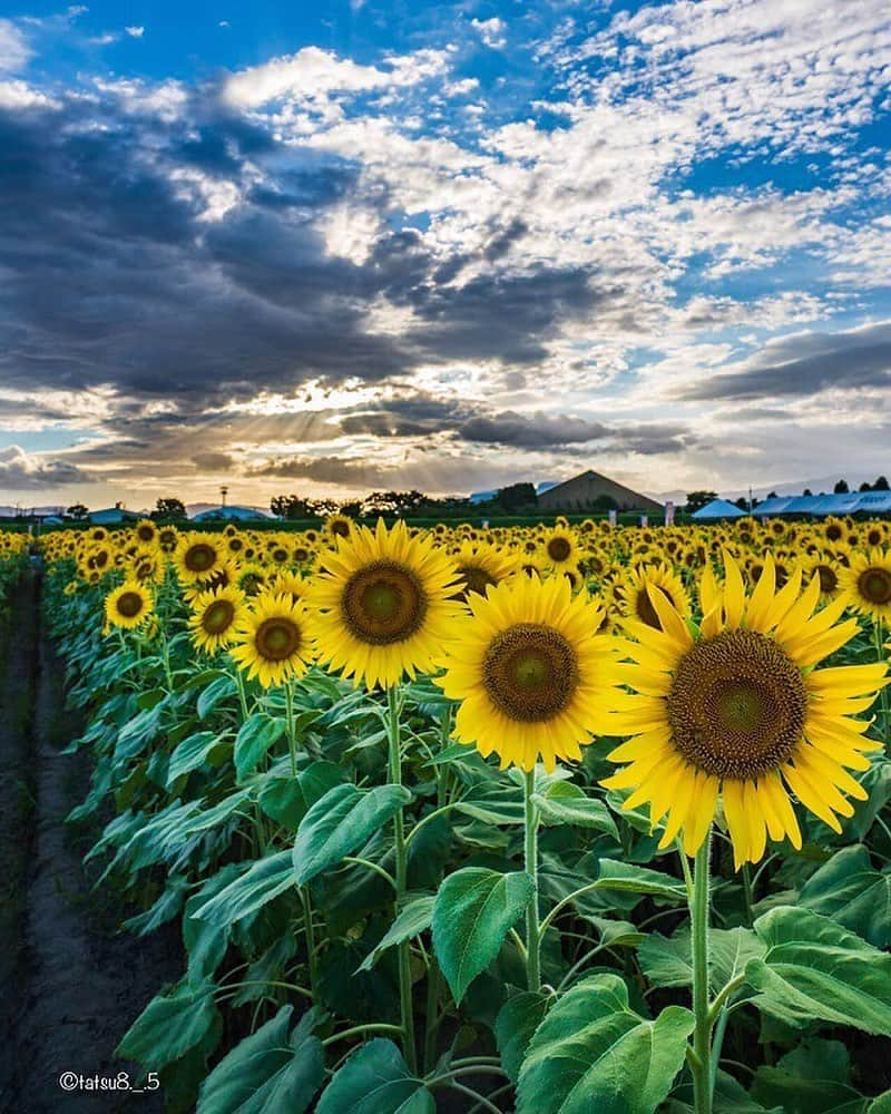 エイチ・アイ・エスさんのインスタグラム写真 - (エイチ・アイ・エスInstagram)「本日の1枚 🚩岐阜県 「大垣ひまわり畑」 📸@tatsu8._.5 さん 大垣ひまわり畑の別構図✨ ひまわりがビシッと整列してるみたい🌻. . 残念ながら先日の台風の影響で壊滅状態とのこと💦. . たくさんの方々がこのひまわり畑を楽しみにされていたと思います。ほんと残念💧. また来年素敵な景色を楽しみにしたいです！. . そして、なにより端正込めてひまわりを育てられた方々には、少しの期間ではあるものの素敵な景色を見せて頂いたことに感謝します✨. . . Date:2019/8/13. ＊＊＊＊＊＊ 夏の暑さもひまわりが癒してくれる🌻ということで❗️ #ひまわりのセカイ2019 で ひまわりスポットのお写真をご紹介します✨ すでに、投稿頂いたみなさま、ありがとうございます！ 明日、ギャラリーに9枚の素敵なお写真を揃え 「行ってよかった！ひまわりスポット9選！」という記事を弊社メディア「Like the World」UPさせて頂き各SNSアカウントでもご紹介させて頂きます！ ＊＊＊＊＊＊ 【#滝のセカイ2019 お写真募集！】 8/21(水)より、新シリーズスタート✨ 暑い夏が続きますね😲といことで❗️見ていて涼しくなる滝の写真大募集😳 国内・海外の滝のお写真を、 #滝のセカイ2019 で募集します‼️ お写真お待ちしてます😆 ＊＊＊＊＊＊ 今月の旅の思い出は @his_japanをタグ付け頂き #LW8月の旅 で投稿お待ちしてます😃 (厳選させて頂いたお写真を使わせて頂き弊社メディア「Like the World」で記事をUPさせていただく予定です。)」8月19日 17時55分 - his_japan