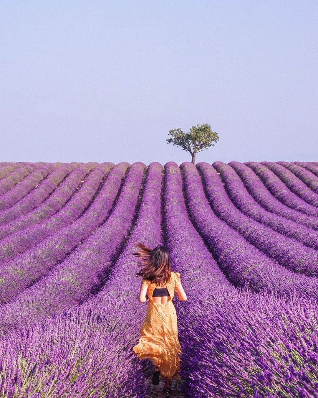 タビジョのインスタグラム：「こんばんは😊 本日の「#タビジョ」はこちら💕 ＊＊＊＊＊＊ 📸@meyoutravels さん 🚩フランス 「Valensole France」 7月初旬のラベンダー畑はシーズンどんぴしゃだったし果てしなく広いからどんなに観光客が多くても映り込み気にしなくていいから最高🙌🏻 ＊＊＊＊＊＊ シーズンならではのこの雰囲気✨ 躍動感溢れる写真も素敵です👯‍♀️ ＊＊＊＊＊＊ ・Alohaタビジョin関西 第一回MeetUpイベント ～リピーターからまだ行ったことがない方までハワイ好きのみんなでもっとハワイを知って好きになろう！～ ※詳細は、アカウント🔝のURLから チェックしてください😊 @tabi_jyo ＊＊＊＊＊＊ #タビジョ #タビジョと繋がりたい」