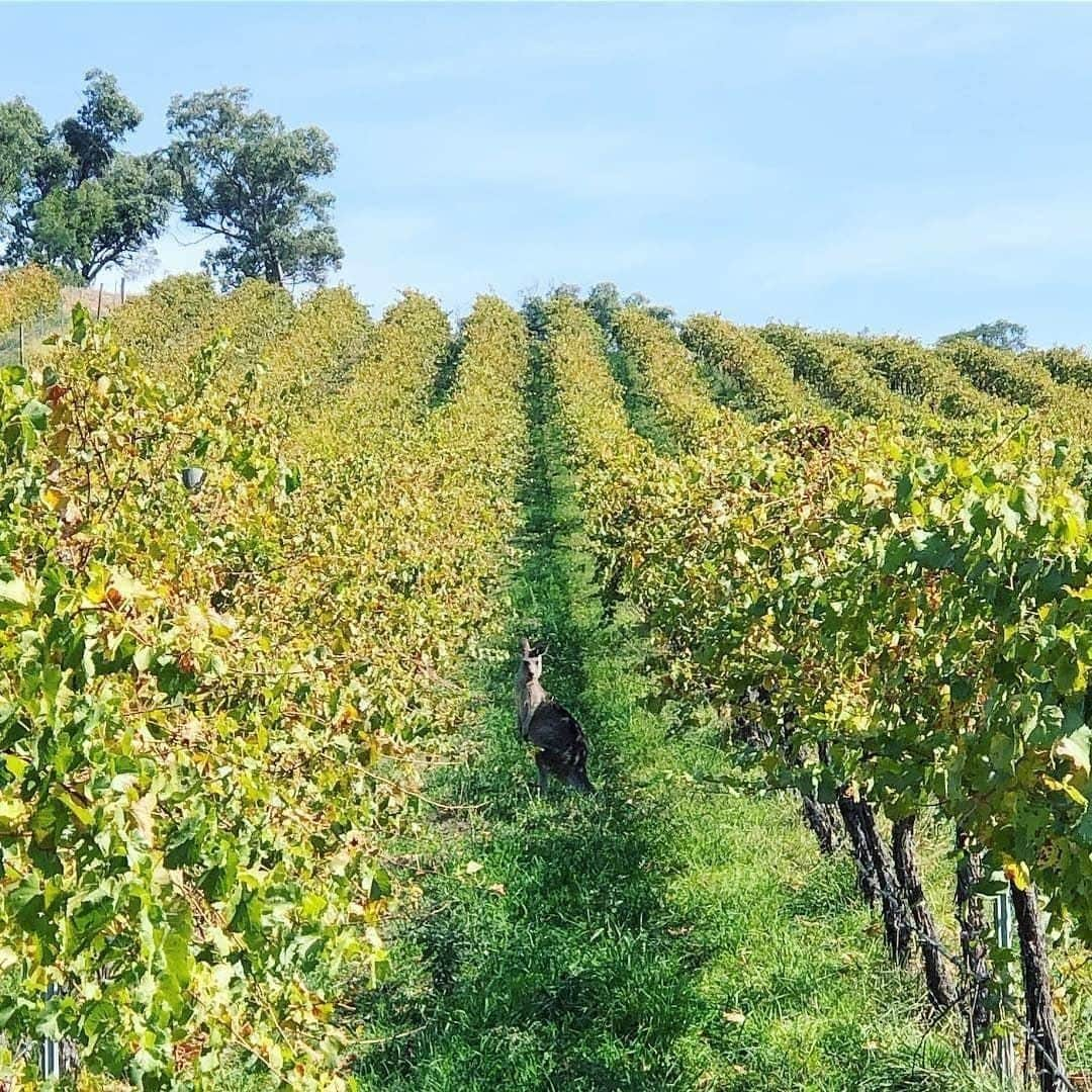 Australiaさんのインスタグラム写真 - (AustraliaInstagram)「“Right this way to the cellar door, guys.” 🍷 This helpful local showed @lizziegoodfellow and her mates around @mount_majura_vineyard, a boutique winery and vineyard just 20 minutes from @visitcanberra. You can sample the extensive wine range produced right here on-site in a seated tasting session, and add on a cheese plate or regional tasting plates to accompany the wine. The best part is that you can camp overnight in the vineyard (yep, you read that right), in a @nakedcubbyco 'glamp' that includes a breakfast hamper. Cheers to that!  #seeaustralia #restaurantaustralia #visitcanberra #canberra #travel #wildlifephotography」8月20日 4時00分 - australia