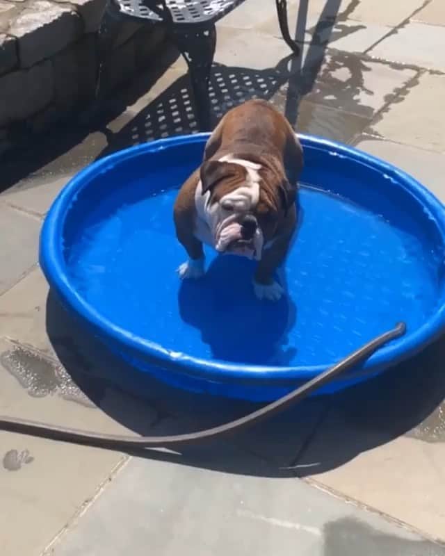 Bodhi & Butters & Bubbahのインスタグラム：「Never go full Monday 🤣 . . . . #monday #motivation #bulldog #love #dogsofinstagram #funny #boy @slimthebulldog_」