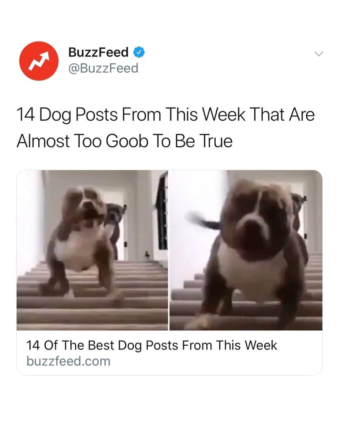 BuzzFeedさんのインスタグラム写真 - (BuzzFeedInstagram)「Mondays are ruff. Here are some dogs to make it better 🐶 Link in bio 👀」8月20日 5時01分 - buzzfeed