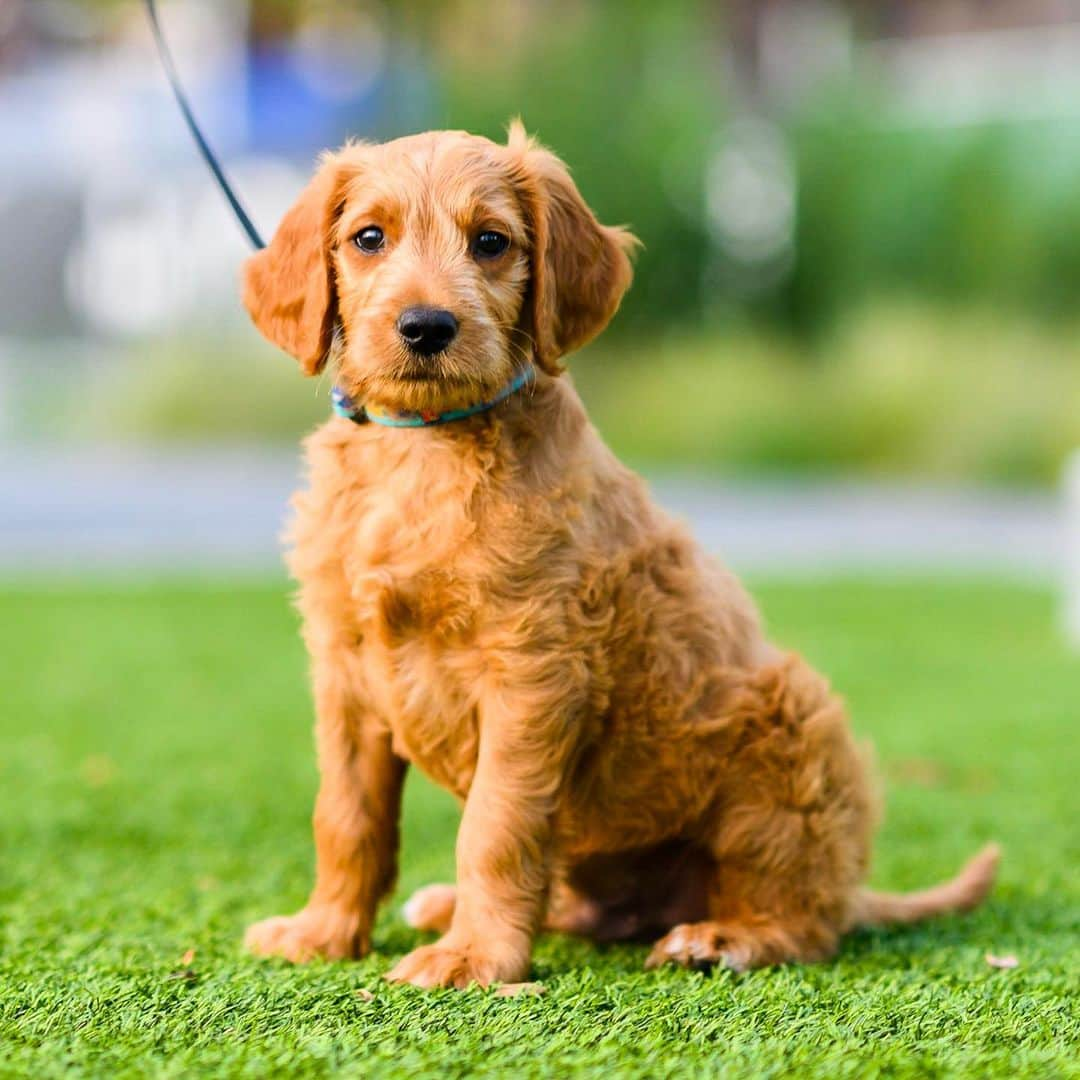 The Dogistさんのインスタグラム写真 - (The DogistInstagram)「Mango, Goldendoodle (2 m/o), Domino Park, Brooklyn, NY • “I’ve been sleeping with him every night because he hates the crate. Major separation anxiety (him and me).”」8月20日 5時13分 - thedogist