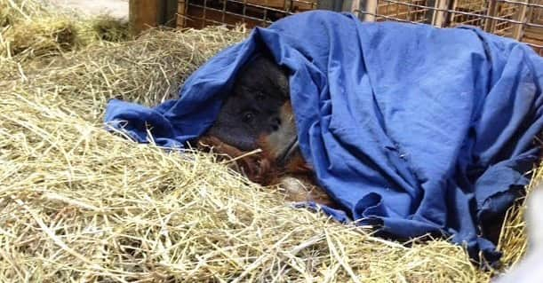 スミソニアン国立動物園のインスタグラム