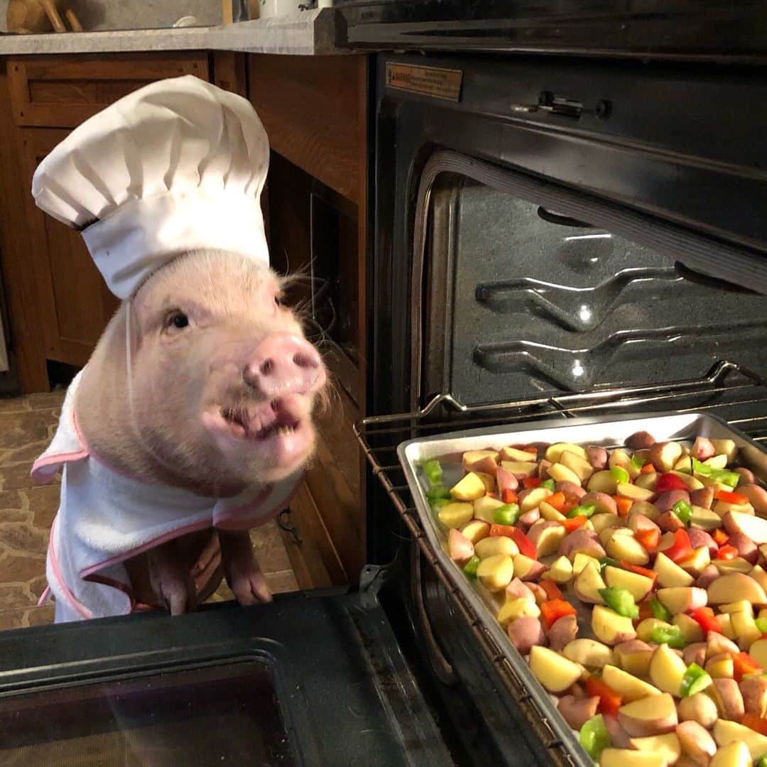 のインスタグラム：「Oh My Piggy Goodness! Wait until mom sees this. It’s #NationalPotatoDay (her favorite), so I got up extra early and made breakfast potatoes for the whole family. Mom always celebrates our favorite days with us, so it’s our turn to celebrate with her. And what piggy doesn’t like potatoes anyway. Don’t worry! I’m waiting for mommy to take them out of the oven. I still haven’t been able to find an oven mitt that fits my hoof. I’m just so excited about how great they turned out. Love you mommy!🐷🥔#potatolover #bestdaughterever #ChefPrissy #PrissyandPop」