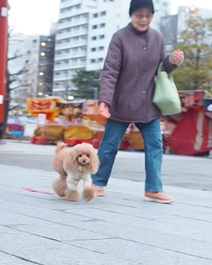 Toypoodle Mikuru?Asakusa Tokyoのインスタグラム：「みくるの大好きなバビママが バビちゃんのところへ行っちゃいました。 いっぱい可愛がってくれて ありがとうございました。 たくさん可愛がってくれて ありがとうございました。 もうバビちゃん会えましたか？ . 心よりご冥福をお祈りいたします。 . #浅草寺 #みくるとバビママ #心より感謝です #ありがとうございます」