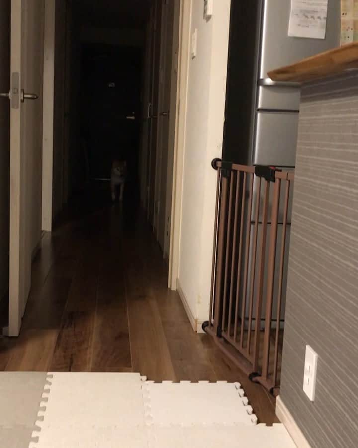 高橋みゆきのインスタグラム：「クラ吉呼ぶと🐶いつも心ノ祐が間に入ってくるよ👶💕」