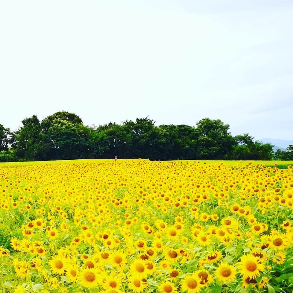 ちゃみさんのインスタグラム写真 - (ちゃみInstagram)「🌻🐶 チャーミーも向日葵になる😁 狗賓さんに帰る道中、たまたま見つけた向日葵畑😊 あんまりキレイじゃないけど…笑 夕食まで時間がなくて撮った写真はこれだけ💦 もっと向日葵と撮りたかったなぁ * #ひまわり  #鳥取 * * お誕生日動画にお祝いメッセージありがとうございます🐶✨ ゆっくりお返事させていただきます😊」8月19日 21時01分 - shiba_charmy