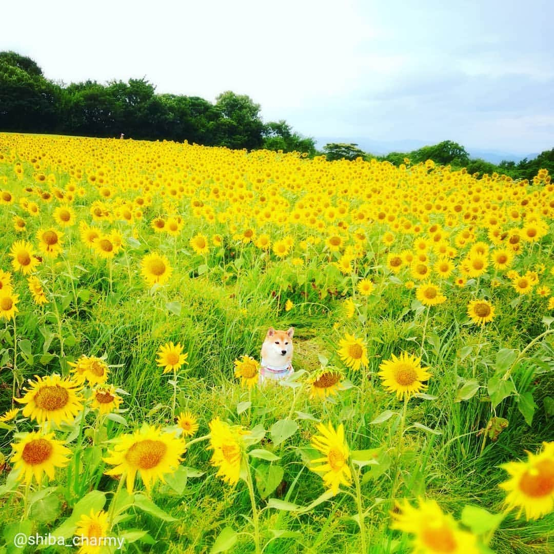 ちゃみさんのインスタグラム写真 - (ちゃみInstagram)「🌻🐶 チャーミーも向日葵になる😁 狗賓さんに帰る道中、たまたま見つけた向日葵畑😊 あんまりキレイじゃないけど…笑 夕食まで時間がなくて撮った写真はこれだけ💦 もっと向日葵と撮りたかったなぁ * #ひまわり  #鳥取 * * お誕生日動画にお祝いメッセージありがとうございます🐶✨ ゆっくりお返事させていただきます😊」8月19日 21時01分 - shiba_charmy