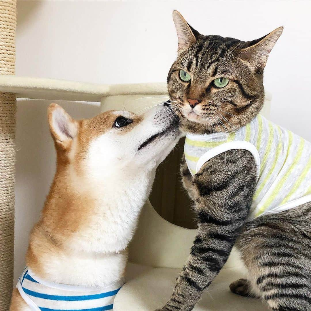 ゆうとろ（柴犬ゆうと猫のとろ）さんのインスタグラム写真 - (ゆうとろ（柴犬ゆうと猫のとろ）Instagram)「. #kiss  #goodnightkiss  Yu🐶Toro🐱 it is my birthday today🍰 . #ちゅー #らぶらぶ #仲良し兄弟 #今日は39歳の誕生日 #30代ラスト #大事に過ごそうっと😌✨ #帝国ホテル」8月19日 21時14分 - yuandtoro