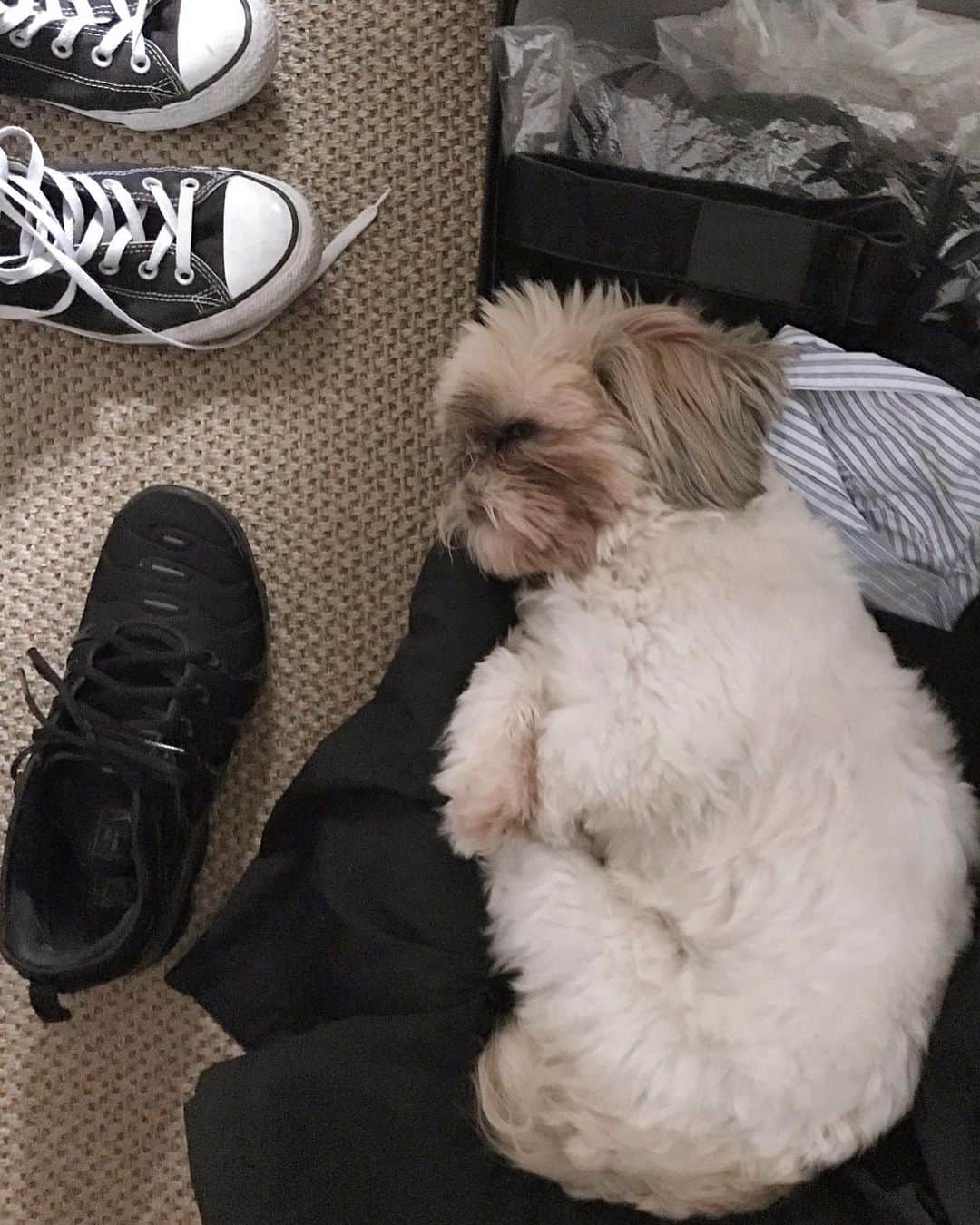 倉岡晋也のインスタグラム：「Slept ✔︎ lil suitcase princess ☁️☁️☁️☁️ #doglife #amsterdam #倉岡犬猫記録」
