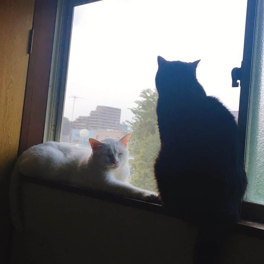金巻ともこさんのインスタグラム写真 - (金巻ともこInstagram)「逆光猫。なんとなく体が冷えてたので夕暮れからクーラーなしで窓全開にしてたんだけど、割とのぼせますね。 #kurohakuchai #猫多頭飼い #whitecat #blackcat #猫 #白猫 #黒猫 #cat」8月19日 21時21分 - tomotomoco