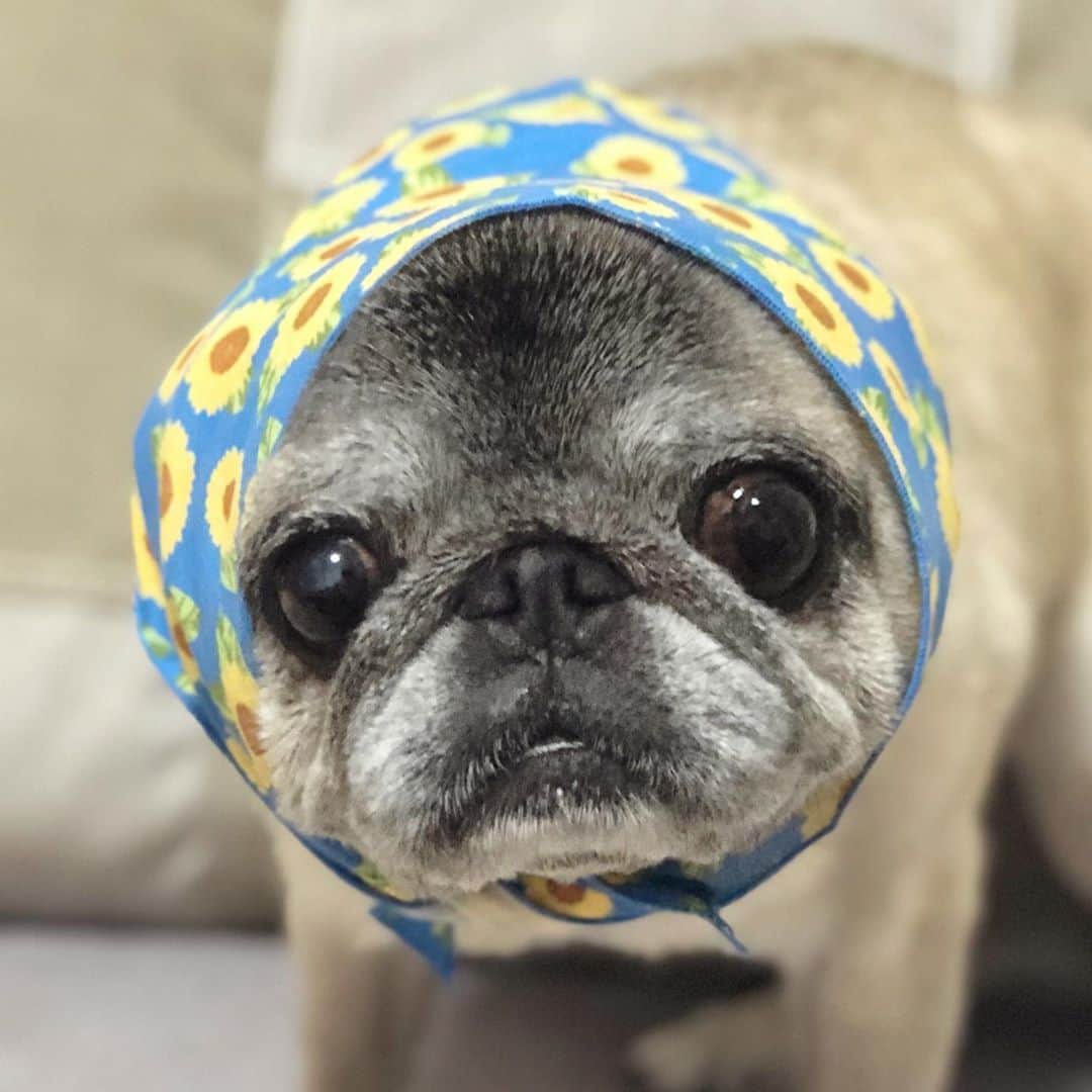 八兵衛のインスタグラム：「🌻🐶🌻 * * 「マッチ買うておくれよ」 * * * #ほぼ黒パグ #おじいちゃん犬 #パグ #pug #puggy #puglife #puglove #petstagram #pugstagram #pugsofinstagram #pugs #dog #ふわもこ部  @igersjp #IGersJP #east_dog_japan #pecoイヌ部 #八兵衛 #はちべえ #朝ワンコ夕ニャンコ」