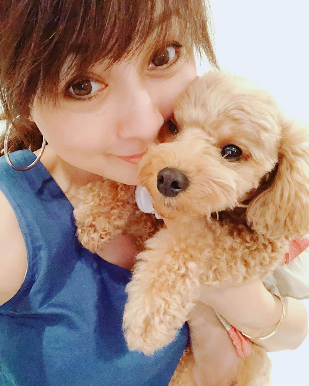 渡辺美奈代さんのインスタグラム写真 - (渡辺美奈代Instagram)「ただいま〜  #ただいま〜 #トイプードル #dog #癒し #癒し犬」8月19日 21時58分 - watanabe_minayo