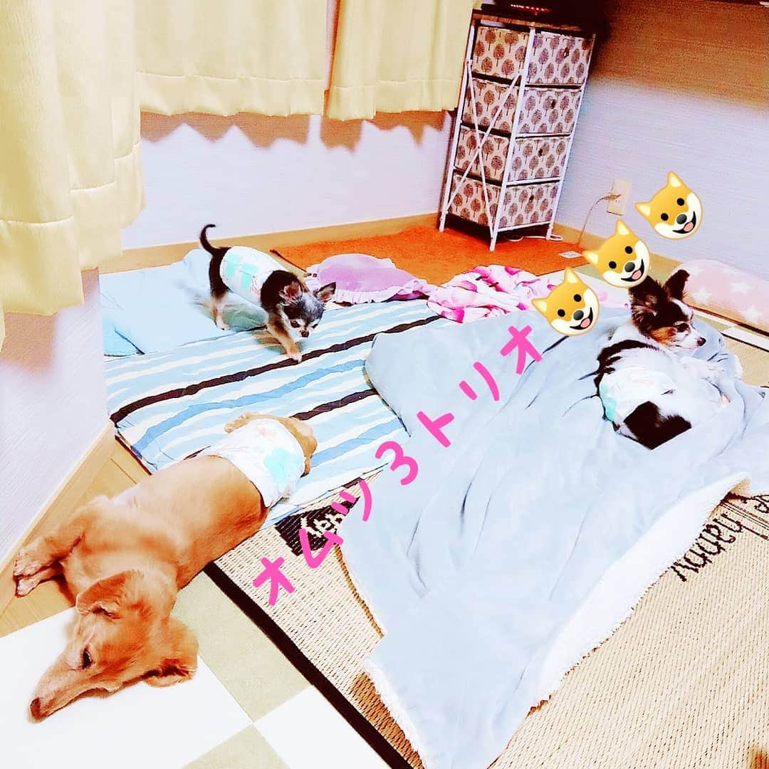 ピックさんのインスタグラム写真 - (ピックInstagram)「オムツ３トリオ🐶🐶🐶 、 初めて撮れた～❗ 、 ☂️の日は、洗濯追い付かないので、みんなでオムツ３トリオ🐶🐶🐶 、 #チワワ #ちわわ  #ちわすたぐらむ  #パピヨン #west_dog_japan  #all_dog_japan  #dog #doglove #dogstagram #todayswanko #doxie #instagram #短足部 #pet #doglife #犬の居る暮らし #犬 #ミニチュアダックス #ミニチュアダックスフンド #ダックス #シニア犬 #14歳 #ピック #モデル犬 #イケワン #わんわん小学校」8月19日 22時07分 - pick09040904