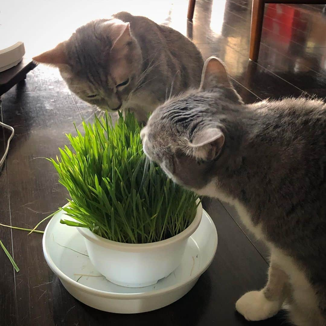 モアレ & クリエさんのインスタグラム写真 - (モアレ & クリエInstagram)「猫草サラダにかぶりつくふたり。」8月19日 22時02分 - moacrie