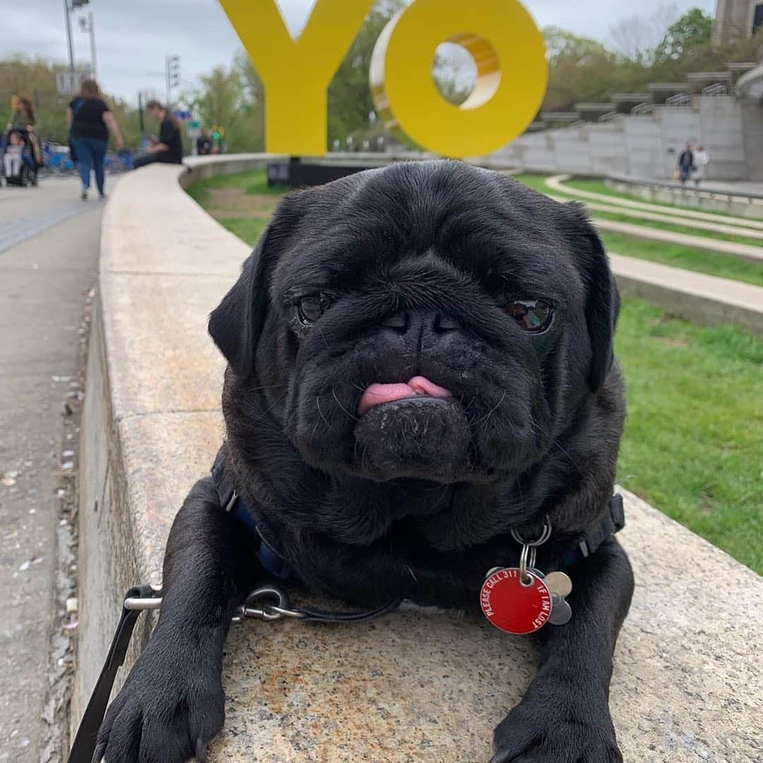 ブルックリン美術館さんのインスタグラム写真 - (ブルックリン美術館Instagram)「These pups are the physical embodiment of dog days of summer. Stop by our Plaza to show off your mutt and be sure to tag your photos with #mybkm for a chance to be featured next!﻿ 📷 by recent dog parents @mipacopacorro @sarahlukacher @meet.the.papaya @lula.thedoodle @keithrob2and4 @gunnicool @elpugmomo @cody.the.springer @brooklynaussies and @boo_bleps.⁠ #oyyo」8月19日 22時05分 - brooklynmuseum