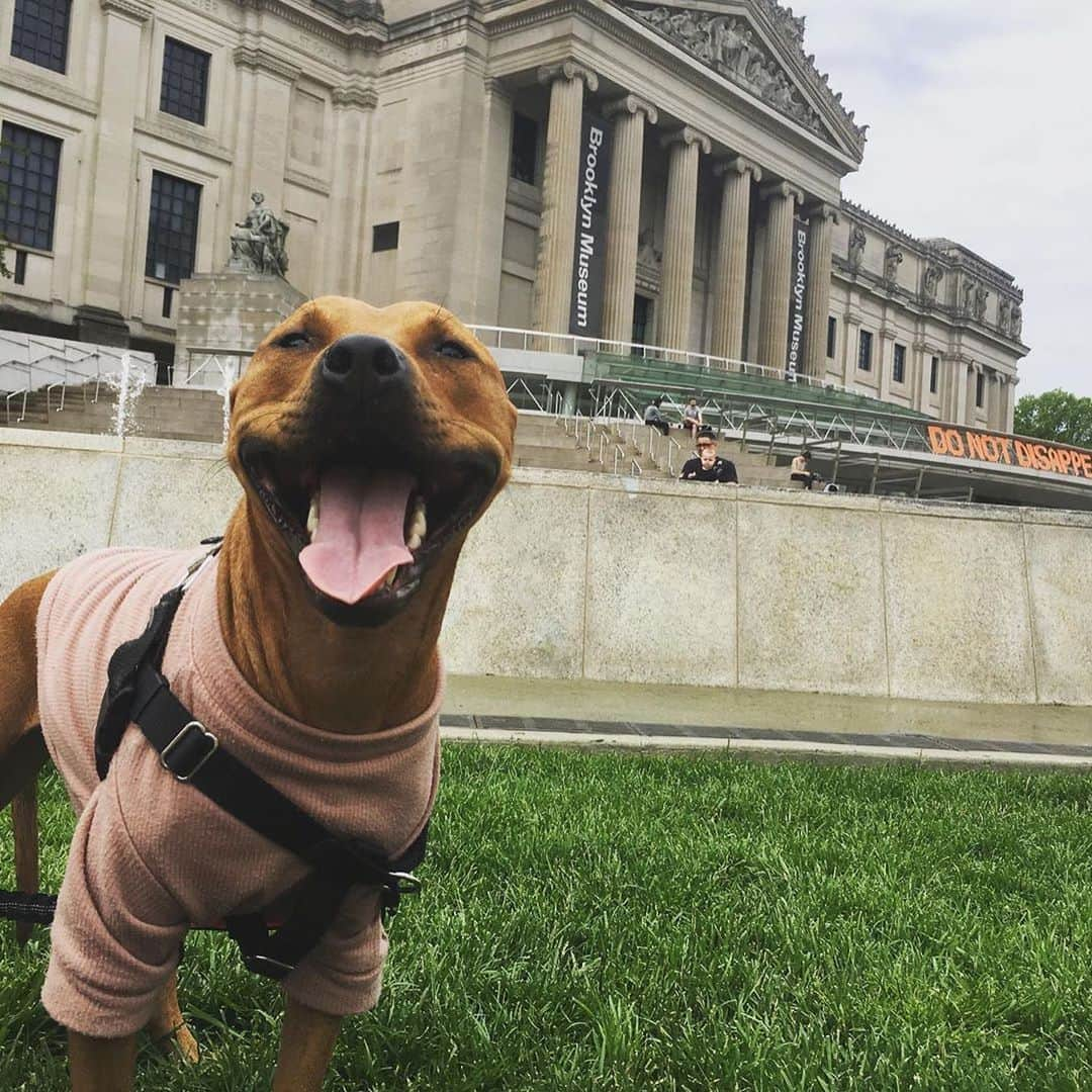 ブルックリン美術館さんのインスタグラム写真 - (ブルックリン美術館Instagram)「These pups are the physical embodiment of dog days of summer. Stop by our Plaza to show off your mutt and be sure to tag your photos with #mybkm for a chance to be featured next!﻿ 📷 by recent dog parents @mipacopacorro @sarahlukacher @meet.the.papaya @lula.thedoodle @keithrob2and4 @gunnicool @elpugmomo @cody.the.springer @brooklynaussies and @boo_bleps.⁠ #oyyo」8月19日 22時05分 - brooklynmuseum