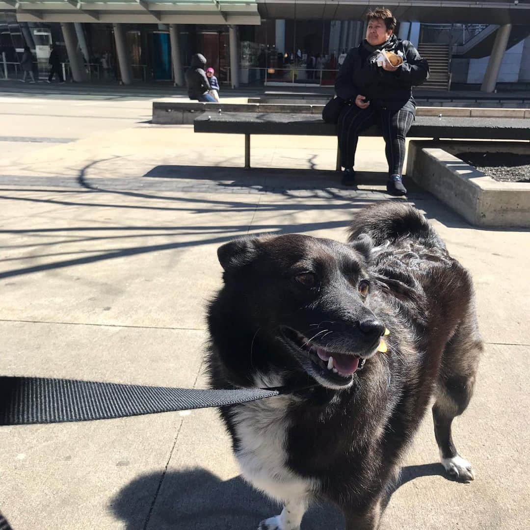 ブルックリン美術館さんのインスタグラム写真 - (ブルックリン美術館Instagram)「These pups are the physical embodiment of dog days of summer. Stop by our Plaza to show off your mutt and be sure to tag your photos with #mybkm for a chance to be featured next!﻿ 📷 by recent dog parents @mipacopacorro @sarahlukacher @meet.the.papaya @lula.thedoodle @keithrob2and4 @gunnicool @elpugmomo @cody.the.springer @brooklynaussies and @boo_bleps.⁠ #oyyo」8月19日 22時05分 - brooklynmuseum