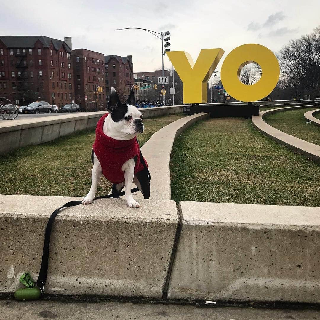 ブルックリン美術館さんのインスタグラム写真 - (ブルックリン美術館Instagram)「These pups are the physical embodiment of dog days of summer. Stop by our Plaza to show off your mutt and be sure to tag your photos with #mybkm for a chance to be featured next!﻿ 📷 by recent dog parents @mipacopacorro @sarahlukacher @meet.the.papaya @lula.thedoodle @keithrob2and4 @gunnicool @elpugmomo @cody.the.springer @brooklynaussies and @boo_bleps.⁠ #oyyo」8月19日 22時05分 - brooklynmuseum