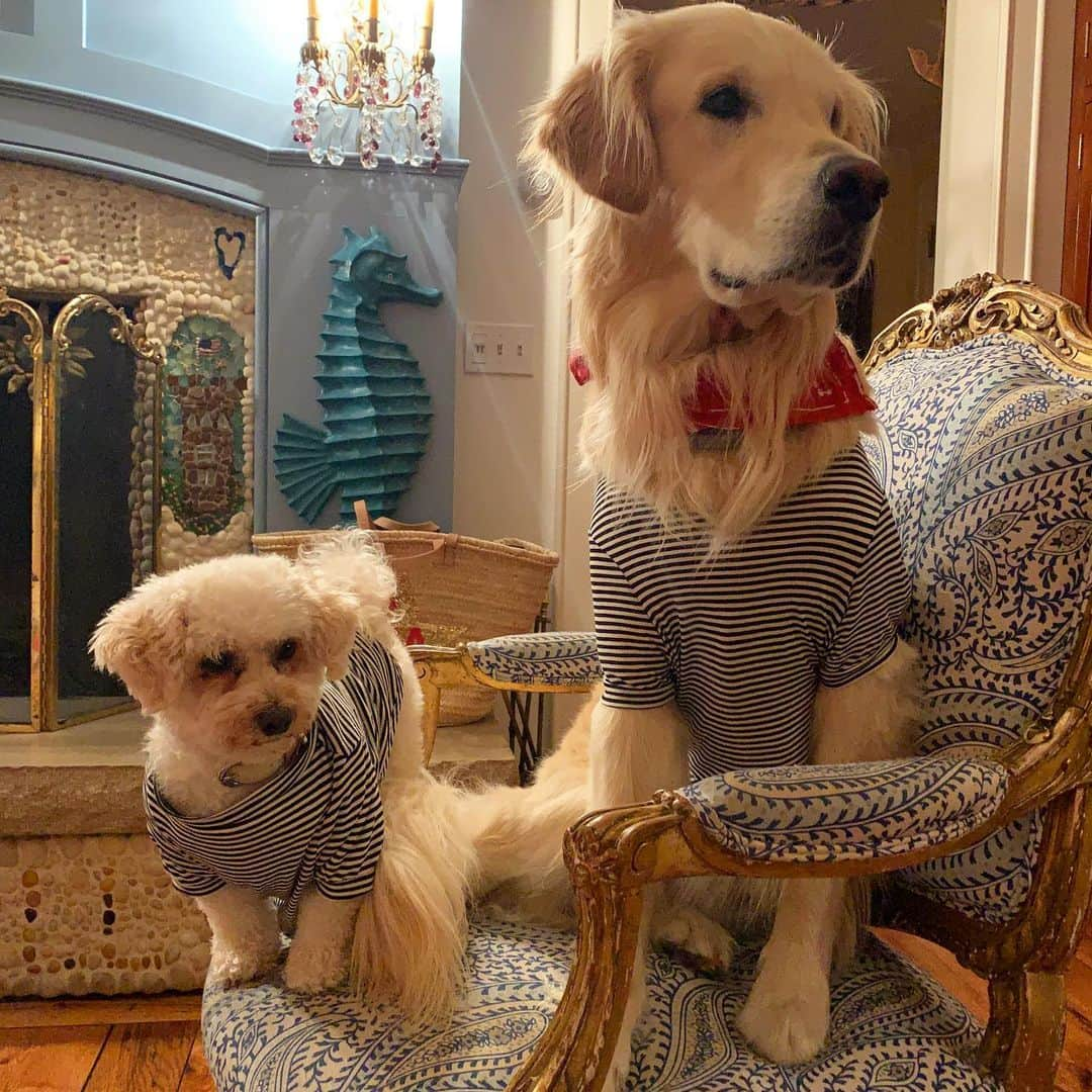 クリスティ・ブリンクリーさんのインスタグラム写真 - (クリスティ・ブリンクリーInstagram)「Chester and Cashmere Get new French Sailor Shirts (and life vests for the boat! ) from @themaxbone Zay Louk zo Français non? 🇫🇷 Oui oui! (But zay eat Italian! 😉🇮🇹 #chesterbrinkley #homesweethome #towerhillli」8月19日 22時16分 - christiebrinkley