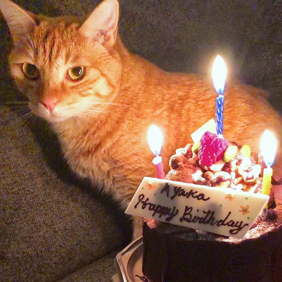 若尾綾香さんのインスタグラム写真 - (若尾綾香Instagram)「☆ 𝓂𝓎 𝒷𝒾𝓇𝓉𝒽𝒹𝒶𝓎🐱🎂 .  もふもふのお友達ココと美味しいケーキ。 8/4は誕生日でした🎉. ٭  歳を重ねる度に周りも私も環境が変わって行く事、 巡りゆく時間⏳を肌で感じてる。  その中でも変わらない想いや 自分を、大切な人たちを大切に。 我が人生謳歌し楽しみます🌹  お世話になってる方々、 仲良くしてくださる友人の皆様、 フォロワーの皆様。 いつも応援して下さりありがとうございます！ これからもよろしくお願い致します😊  2019.08.04...💋❤︎ #mybirthday #誕生日#じさすたぐらむ」8月19日 22時11分 - ayaka_wakao