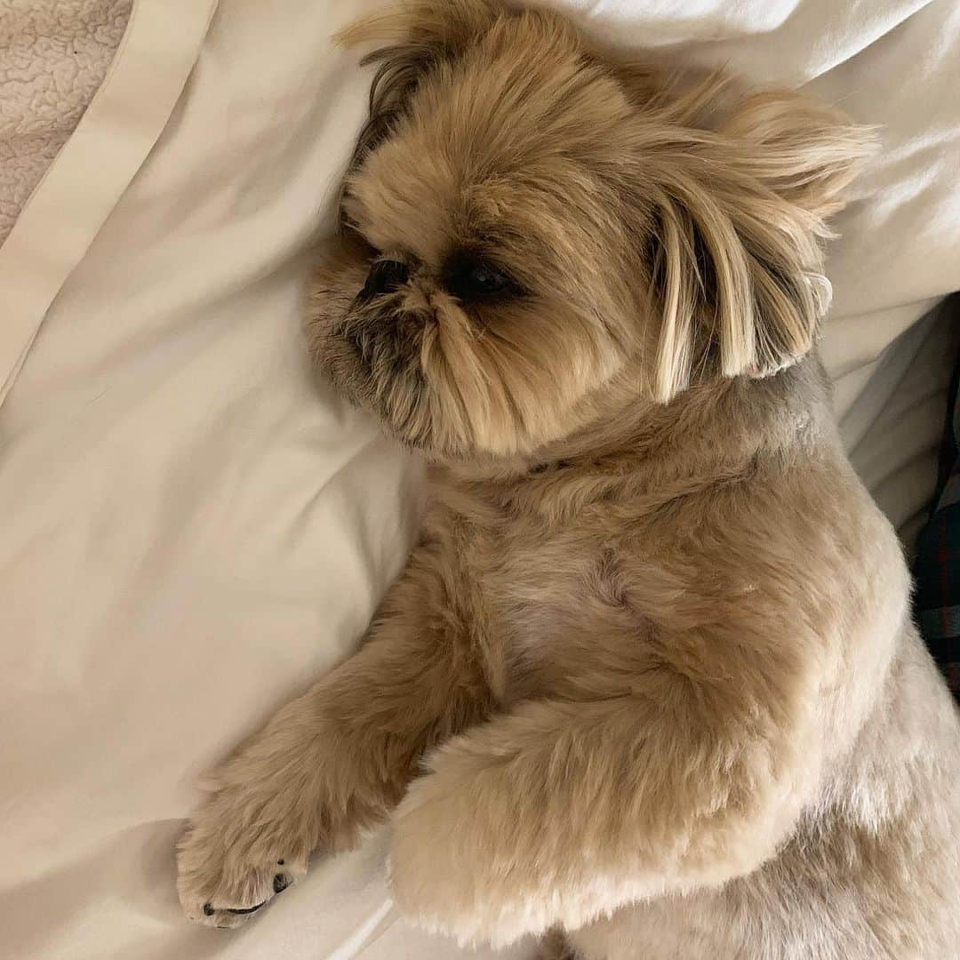 Dougie the Shih Tzuさんのインスタグラム写真 - (Dougie the Shih TzuInstagram)「Let’s stay in bed all Monday.」8月19日 22時23分 - dailydougie