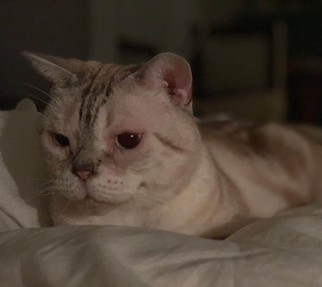 のインスタグラム：「朝も昼も夜もかわいいねぇ💛 #garu_cat #ガル様」