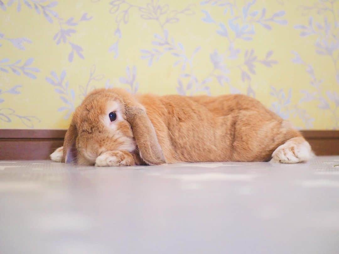 のインスタグラム：「最近の私のお気に入りポーズ。 寝ながらおててぺろぺろ✨ ＊ ＊ ＊ #うさぎ #rabbit #bunny #ふわもこ部  #WeeklyFluff #igersjp  #tokyocameraclub #東京カメラ部  #神戸カメラ部  #bunnystagram  #うさぎ部 #ホーランドロップ #hollandlop  #ファインダー越しの私の世界 #art_of_japan #aoj_bokeh」
