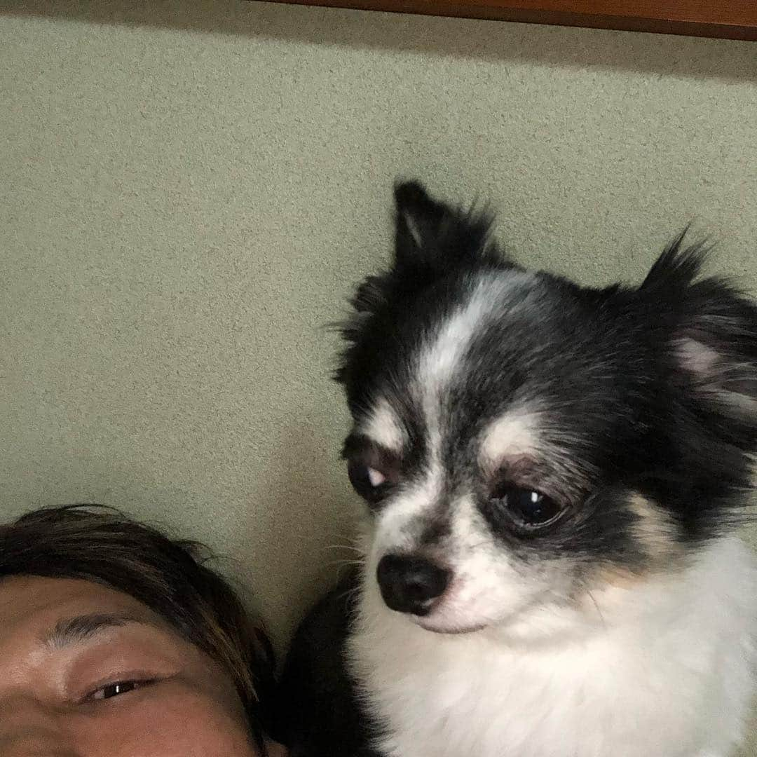 宮田和幸さんのインスタグラム写真 - (宮田和幸Instagram)「寝てるといつも乗っかってくる #チワワ #犬 #ワンコ」8月19日 22時47分 - miyata.hercules