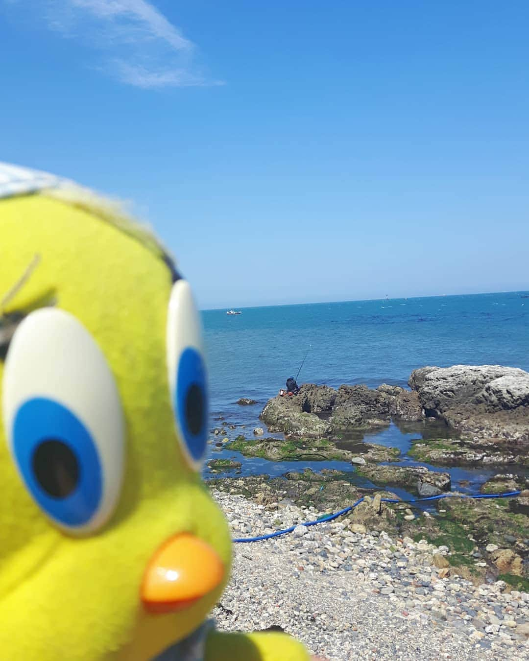 Little Yellow Birdさんのインスタグラム写真 - (Little Yellow BirdInstagram)「Monday? What do you mean, Monday?? Let's instead focus on this beautiful beach (Busan, South-Korea).😊 #littleyellowbird #tweety #tweetykweelapis #adventures #yellow #bird #monday #mondayblues #mondayssuck #escapism  #throwback #memories #takemeback #bluesky #bluewater #beach #busan #korea #stuffedanimalsofinstagram #plushiesofinstagram」8月19日 22時58分 - tweetykweelapis