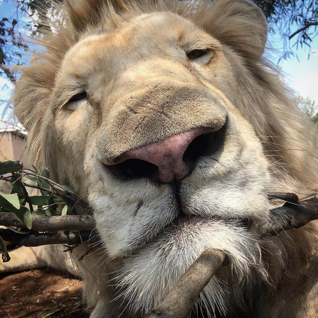 Kevin Richardson LionWhisperer さんのインスタグラム写真 - (Kevin Richardson LionWhisperer Instagram)「How has your Monday been? Lazy like Thor’s or manic like mine? After a #digitaldetox over the weekend I’m finding it difficult to reconnect today! 😂. I have to admit, a break from social media posting over the weekends and limiting my exposure to it generally, has been working wonders over the past few weeks for my mental well being. #theaddictionisreal Social media is a wonderful tool however you need to control it rather than it controlling you! #happymondayeveryone #takecontrol #socialmediaaddict #reconnectwithnature #disconnecttoreconnect」8月19日 22時58分 - lionwhisperersa