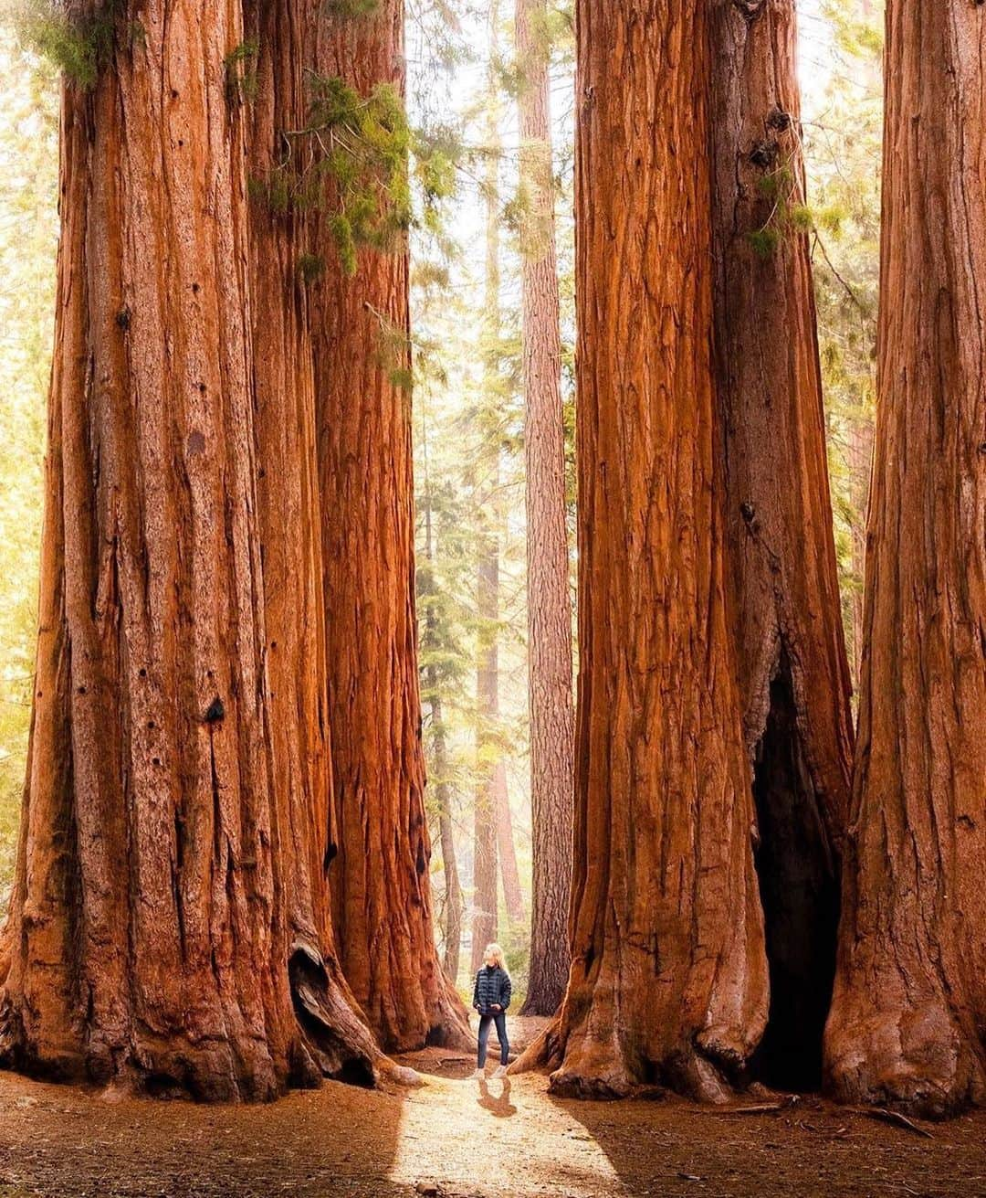 エディー・バウアーさんのインスタグラム写真 - (エディー・バウアーInstagram)「Redwood, beechwood, or dogwood – find your woods, wherever they are, and share a picture using #LiveYourAdventure & @EddieBauer for a chance to be featured.⁣ ⁣ Photo: @ryanresatka」8月19日 23時25分 - eddiebauer