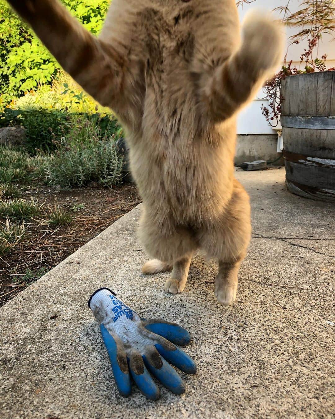 Snorri Sturlusonさんのインスタグラム写真 - (Snorri SturlusonInstagram)「STOLEN: Another blue gardening glove, showa brand with navy trim, night of 8/18. If you look closely there are subtle differences between all these blue gloves! A morning photo shoot. #snorrithecat #catburglar #kleptokitty #catsofinstagram #spokanegram #spokanepets」8月19日 23時23分 - snorrithecat