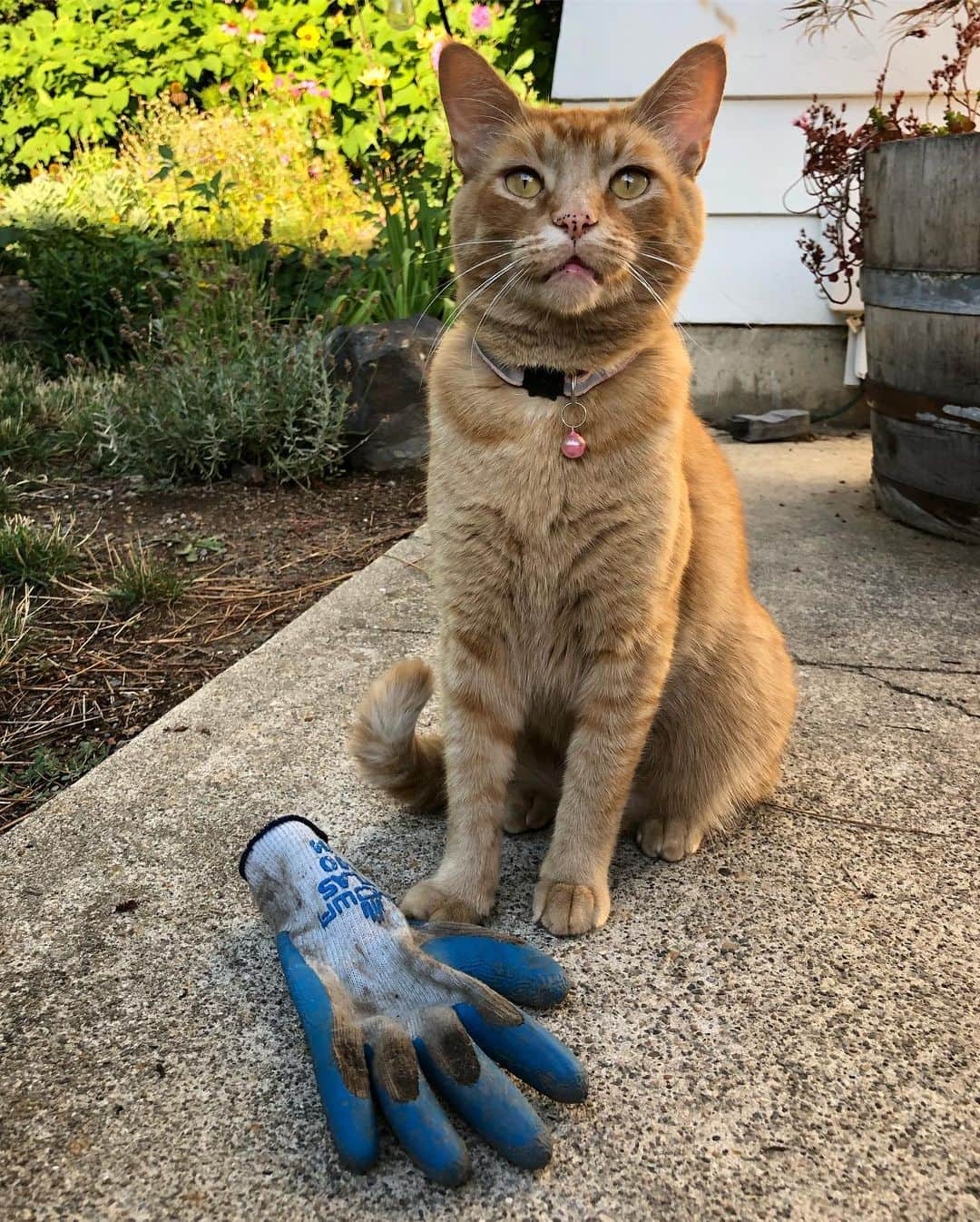 Snorri Sturlusonさんのインスタグラム写真 - (Snorri SturlusonInstagram)「STOLEN: Another blue gardening glove, showa brand with navy trim, night of 8/18. If you look closely there are subtle differences between all these blue gloves! A morning photo shoot. #snorrithecat #catburglar #kleptokitty #catsofinstagram #spokanegram #spokanepets」8月19日 23時23分 - snorrithecat