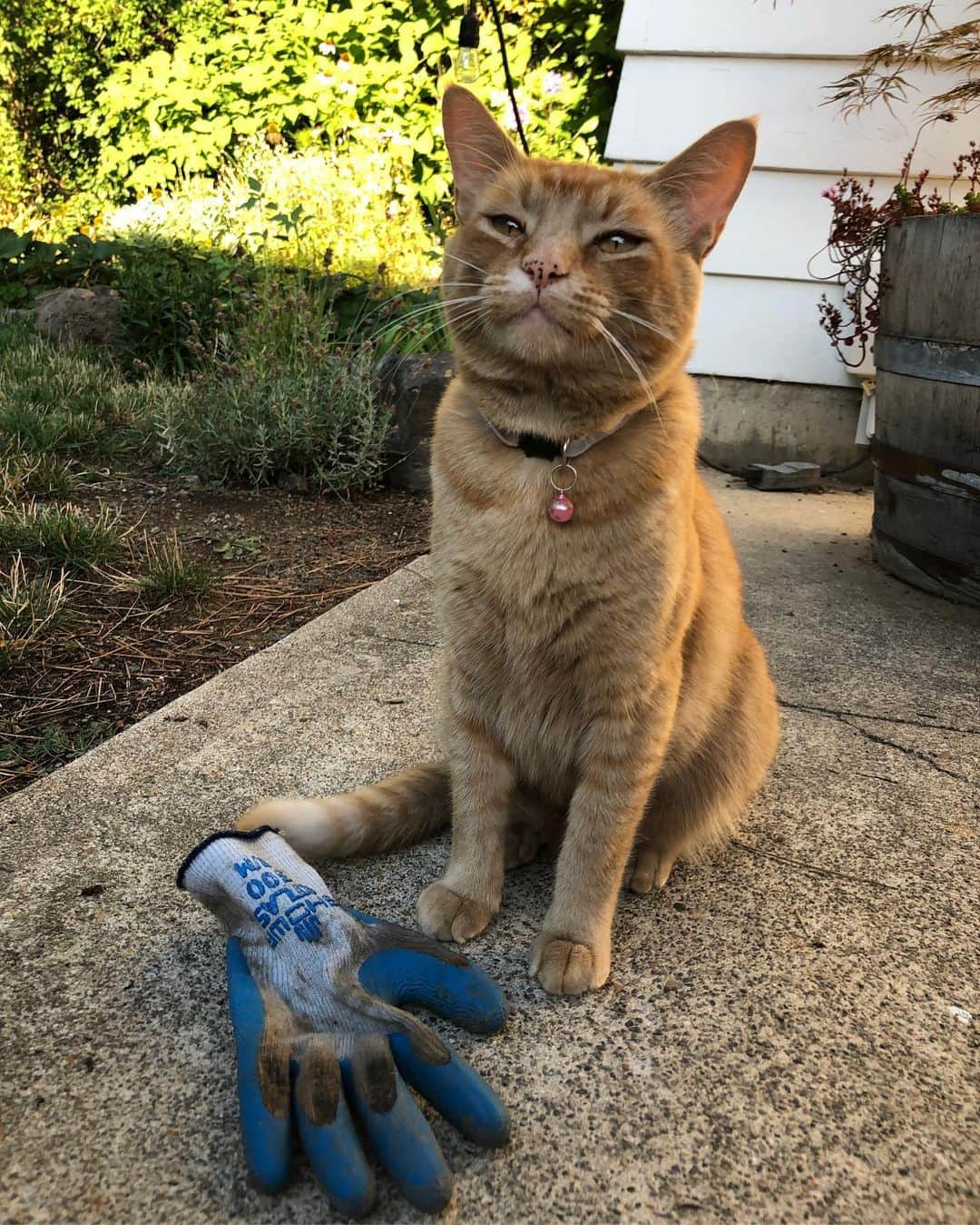 Snorri Sturlusonのインスタグラム：「STOLEN: Another blue gardening glove, showa brand with navy trim, night of 8/18. If you look closely there are subtle differences between all these blue gloves! A morning photo shoot. #snorrithecat #catburglar #kleptokitty #catsofinstagram #spokanegram #spokanepets」