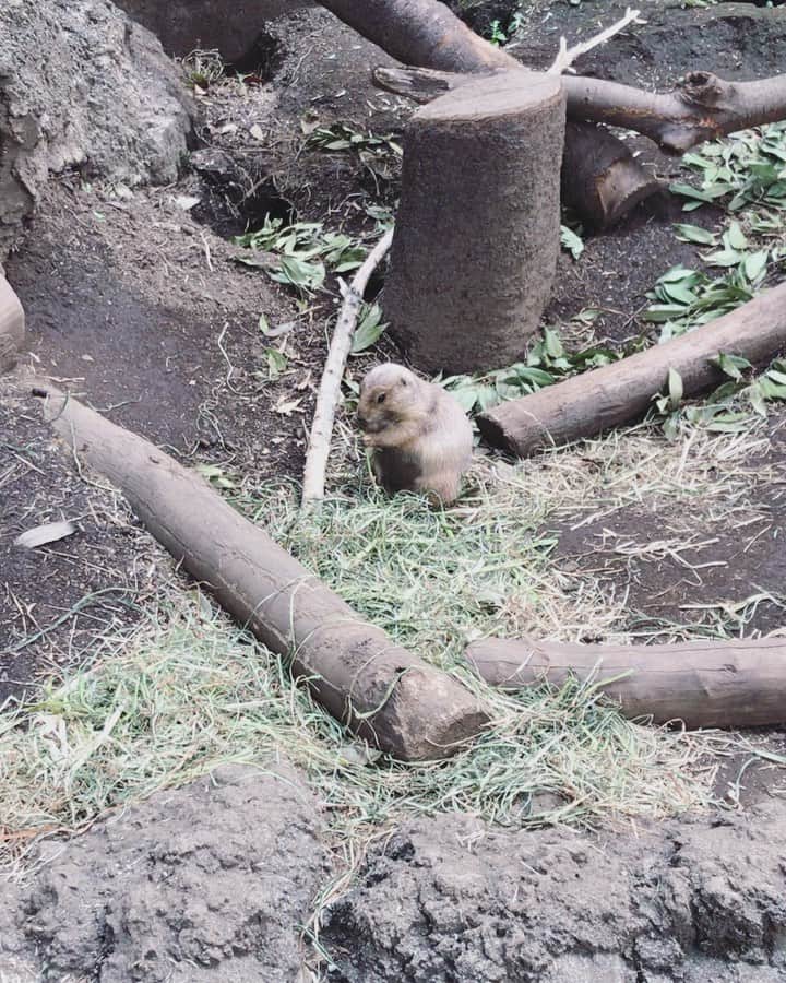 石川龍のインスタグラム：「ドッグといってもリス🐿の仲間。もっと言えばネズミ🐀の仲間。 #プレーリードッグ #prairiedog」
