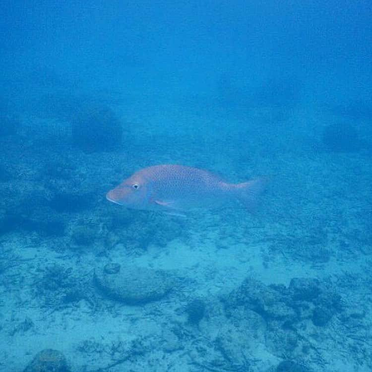 渡邊水希さんのインスタグラム写真 - (渡邊水希Instagram)「↩︎↩︎↩︎↩︎↩︎↩︎✖︎6📸 The sea has been ravaged by natural disasters for several years now As it is impossible to completely avoid the risk of natural disaster, we must make effective preparations for natural disasters. We have to value nature more. #shunokering  #training #loveearth #lovesea #loveperson #loveanimal #ootdfashion  #summerfashion  #bikinigirls  #roxy #👙 @roxy @cocoloa_diving2009  #年々天災続きで海に潜れなくなる #透明度がいい場所と悪い場所が沢山ある #ゴミが沢山ある #海がなければ人間は存在しない #綺麗な地球を #原点が大切 #無駄な時間を過ごすより好きな場所に好きなだけいる時間が長くなった #無駄も学 #海トレ」8月20日 0時06分 - mizuki__watanabe