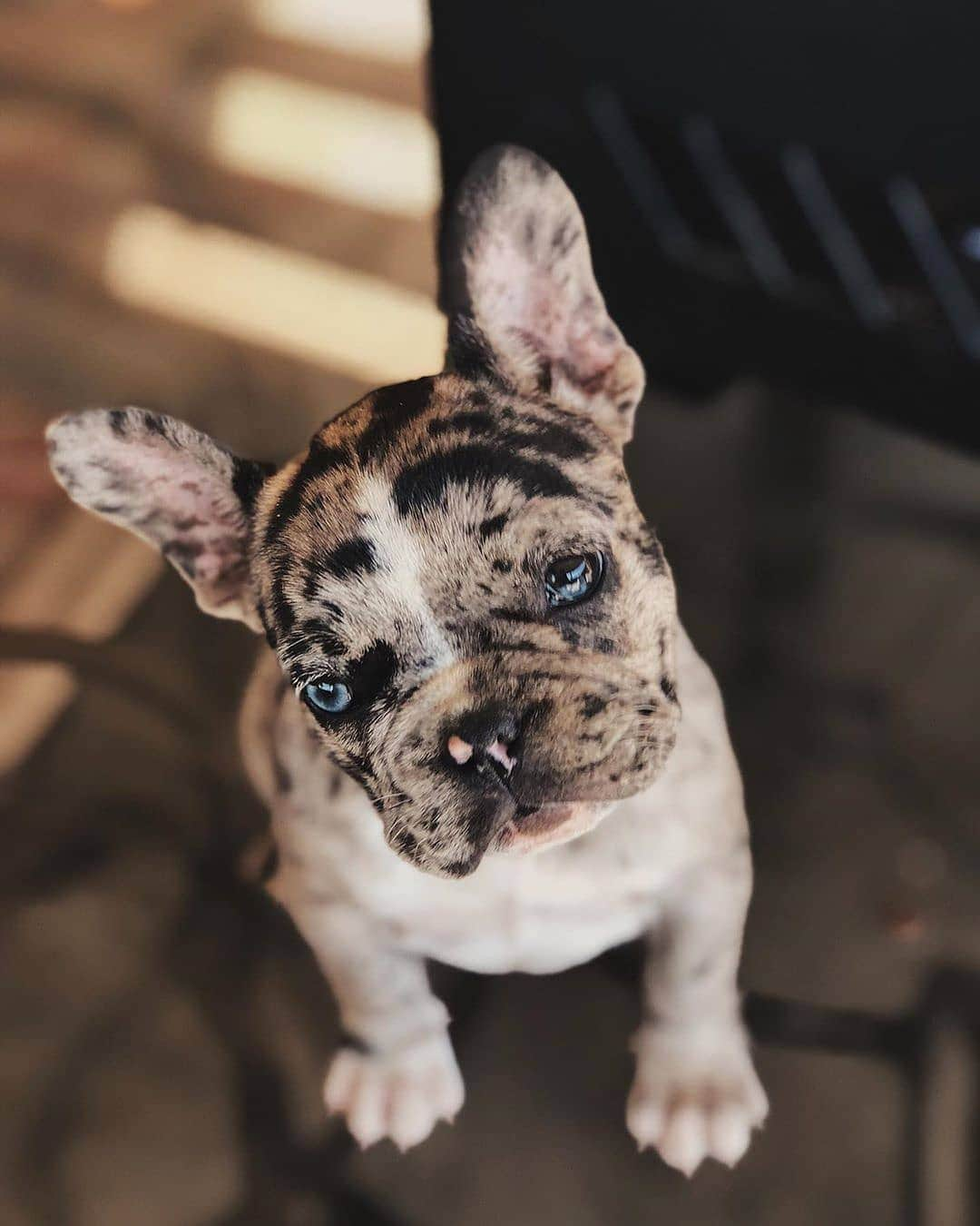 French Bulldogさんのインスタグラム写真 - (French BulldogInstagram)「Chocolate cookie 😍🍪 @exclusive_frenchies . . . . . #bullyinstafeature #bulldogfrances #ブヒ #frenchiepup#bullygram #bullybreeds #愛犬 #bully #bullyworld#instafrenchie #불독 #bulldogfrancese #フレンチブルドッグ#bouledogue #french_bulldogs #bullynation #フレブル#bullylife #bulldogsofig #loveabully #adorabull」8月20日 0時07分 - frenchie.world