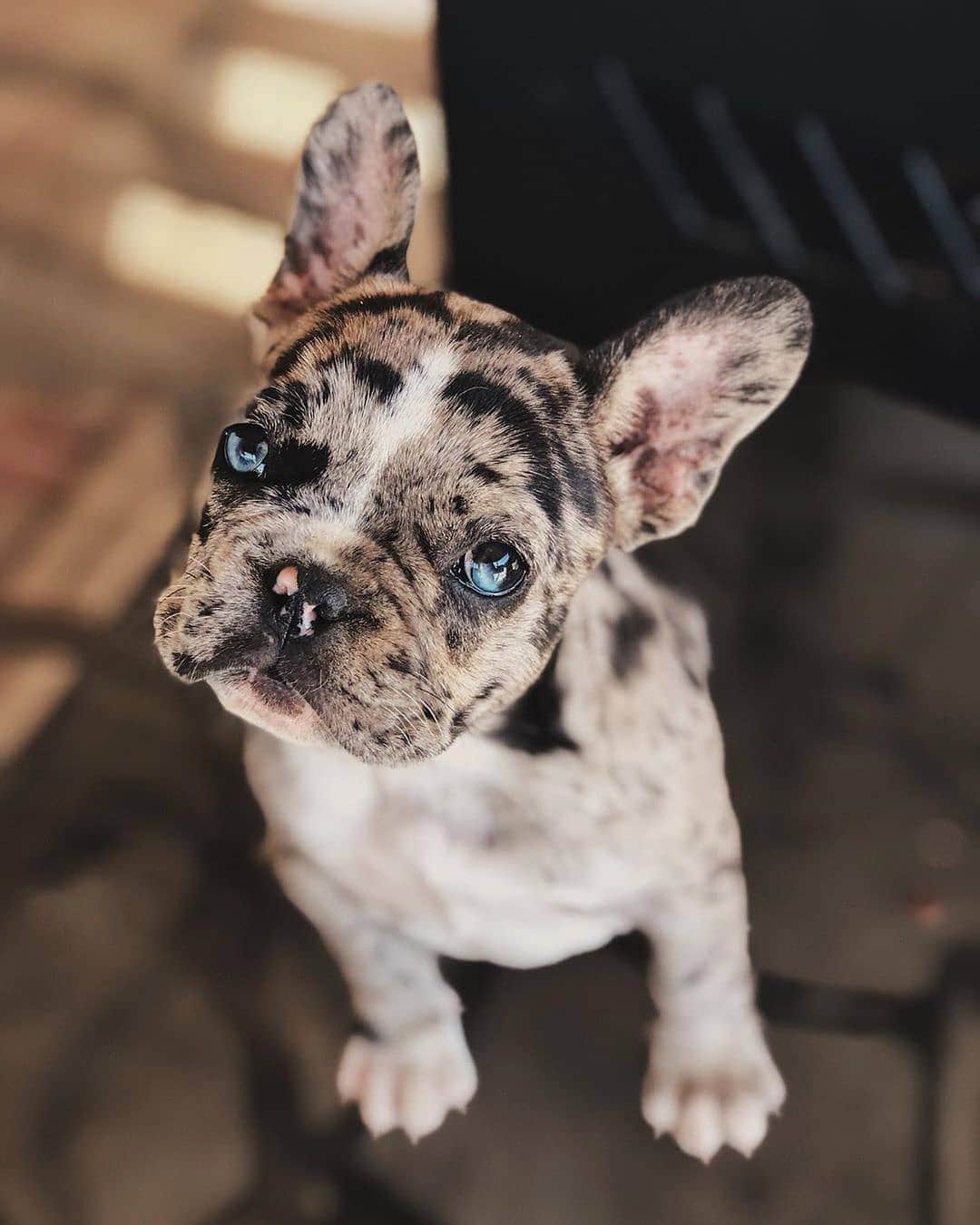 French Bulldogさんのインスタグラム写真 - (French BulldogInstagram)「Chocolate cookie 😍🍪 @exclusive_frenchies . . . . . #bullyinstafeature #bulldogfrances #ブヒ #frenchiepup#bullygram #bullybreeds #愛犬 #bully #bullyworld#instafrenchie #불독 #bulldogfrancese #フレンチブルドッグ#bouledogue #french_bulldogs #bullynation #フレブル#bullylife #bulldogsofig #loveabully #adorabull」8月20日 0時07分 - frenchie.world