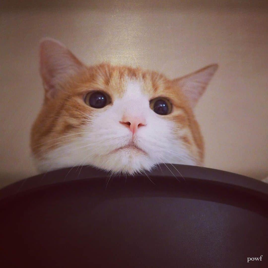 anemone_69のインスタグラム：「. #ハカセとキョウジュ #茶トラ白 #茶白 #cat #猫 #保護猫 . . .」