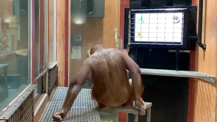 スミソニアン国立動物園のインスタグラム