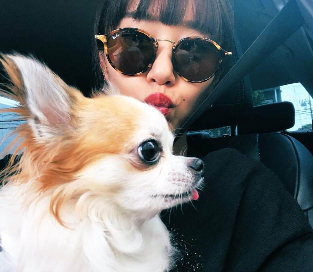 菊井彰子さんのインスタグラム写真 - (菊井彰子Instagram)「イケメンちょんチョロりん🐶❤️ #柳さん家のチョロくん @yanameguchan #ママを探してる」8月20日 0時31分 - yanakiku_kiku