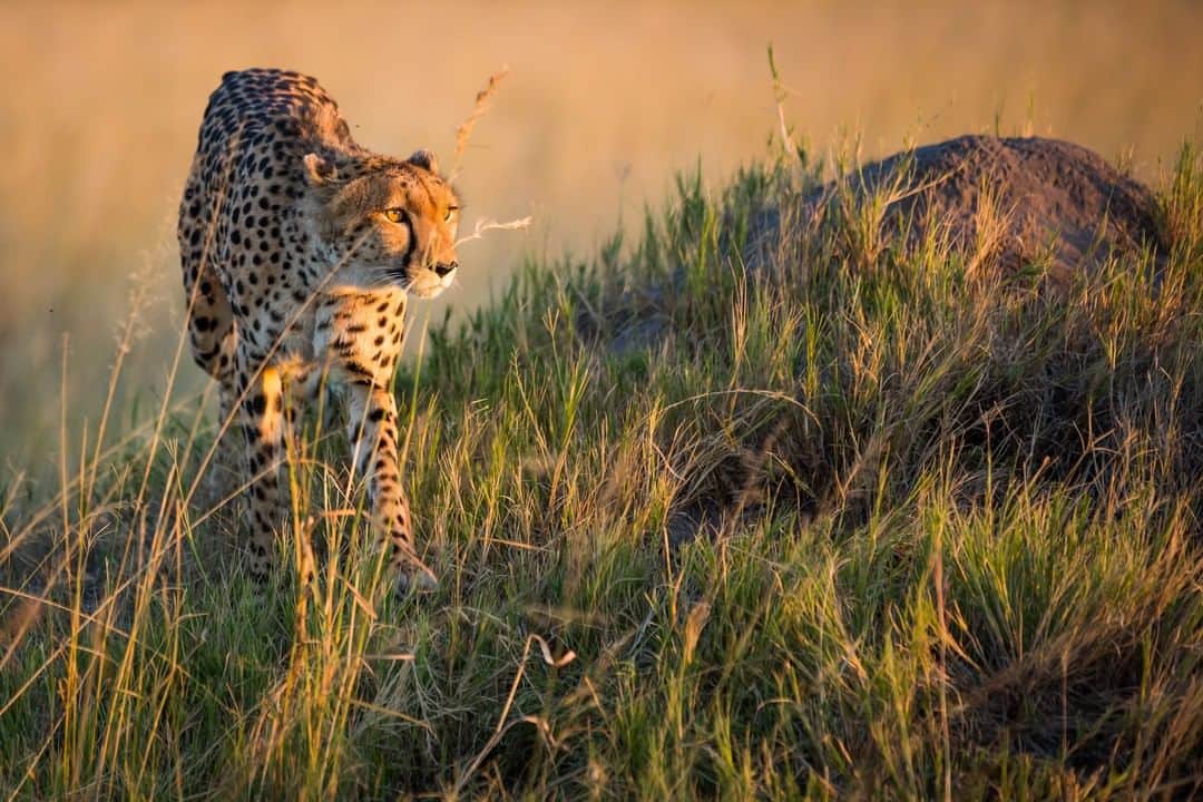 Canon UKさんのインスタグラム写真 - (Canon UKInstagram)「Something else for the photo bucket list: a safari. Who's been fortunate enough to head out on an adventure like this before? Image by @melodyskyphotography.  Camera: EOS 5D Mark IV | Lens: EF 100-400mm f/4.5-5.6L IS USM | Shutter Speed: 1/800 | Aperture: f/4.5 | ISO 400」8月20日 0時53分 - canonuk