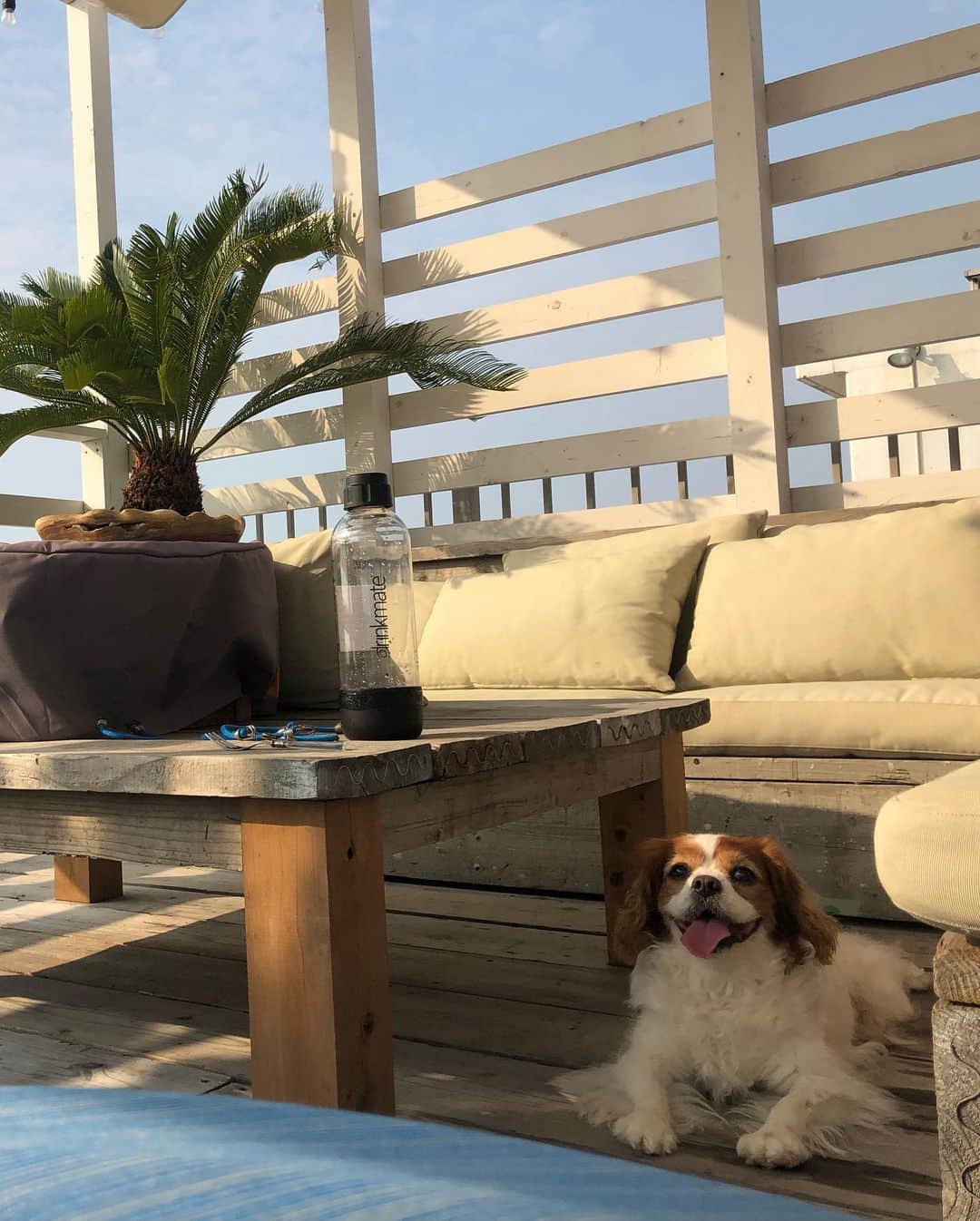 長谷川朋美さんのインスタグラム写真 - (長谷川朋美Instagram)「暑い日はもっぱら家の#ルーフトップ で#ジャグジー にお水はって水浴び。 ・ 濡れた体で風邪にあたると涼しくてきもちいいんだわ😍 ・ ワンコたちも暑い時はドボンさせたり、 水かけて涼しくしてますw ・ ここで読書が最近の定番✨ ・ #rooftop #わんこ生活 #dogs #hayama #hayamalife #resortlife #resort #Jacuzzi #summer #暑い日の過ごし方 #読書 #reading #book #キャバリア #パピチワ」8月20日 0時59分 - hasegawa.elena.tomomi