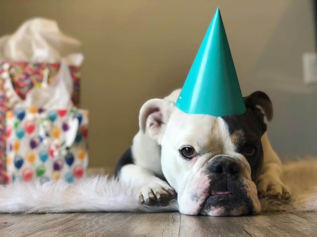 Bodhi & Butters & Bubbahのインスタグラム：「Everyday should be my birthday 🎁 . . . . #bulldog #puppy #love #happy #birthday #baby #dogsofinstagram #bestoftheday」