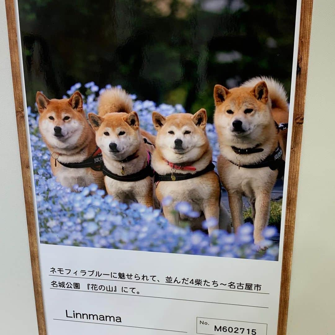 linnmamaさんのインスタグラム写真 - (linnmamaInstagram)「🐾癒しのわんこ&にゃんこ🐾『ベストショット写真展』@名古屋三越💖〜6月に応募した富士フイルム50,000人の写真展〜スワイプしてね😊〜①4柴たち、あったよ😍〜②名古屋三越の3/4Fエスカレーター横の特設会場で8月7日〜20日まで〜明日までです💕〜③ダイヤ君としずくちゃんの仲良し夫婦💕〜④ボンちゃん〜@daiyatoshizuku ママさんと @maibon113 ママさんとご一緒で楽しかったぁ❤️〜⑤こんな写真も撮ってもらっちゃいました😊〜⑥写真展を見た後はラシックのイタリアン #トラットリア ミリアッチョ#trattoria migliaccio でランチ🍽〜美味しいランチに柴談義が弾みました😘〜ダイヤとしずくママさんに教えていただいて、応募してよかったぁ😍〜今日おつきあいくださった @daiyatoshizuku ママさん、 @maibon113  ママさん、ありがとうございました😊  #柴犬#dog#柴犬凜の勇気凜々every day#shibastagram#ベストショット写真展 #癒しのわんこ&にゃんこ ベストショット写真展」8月20日 1時21分 - linnmama