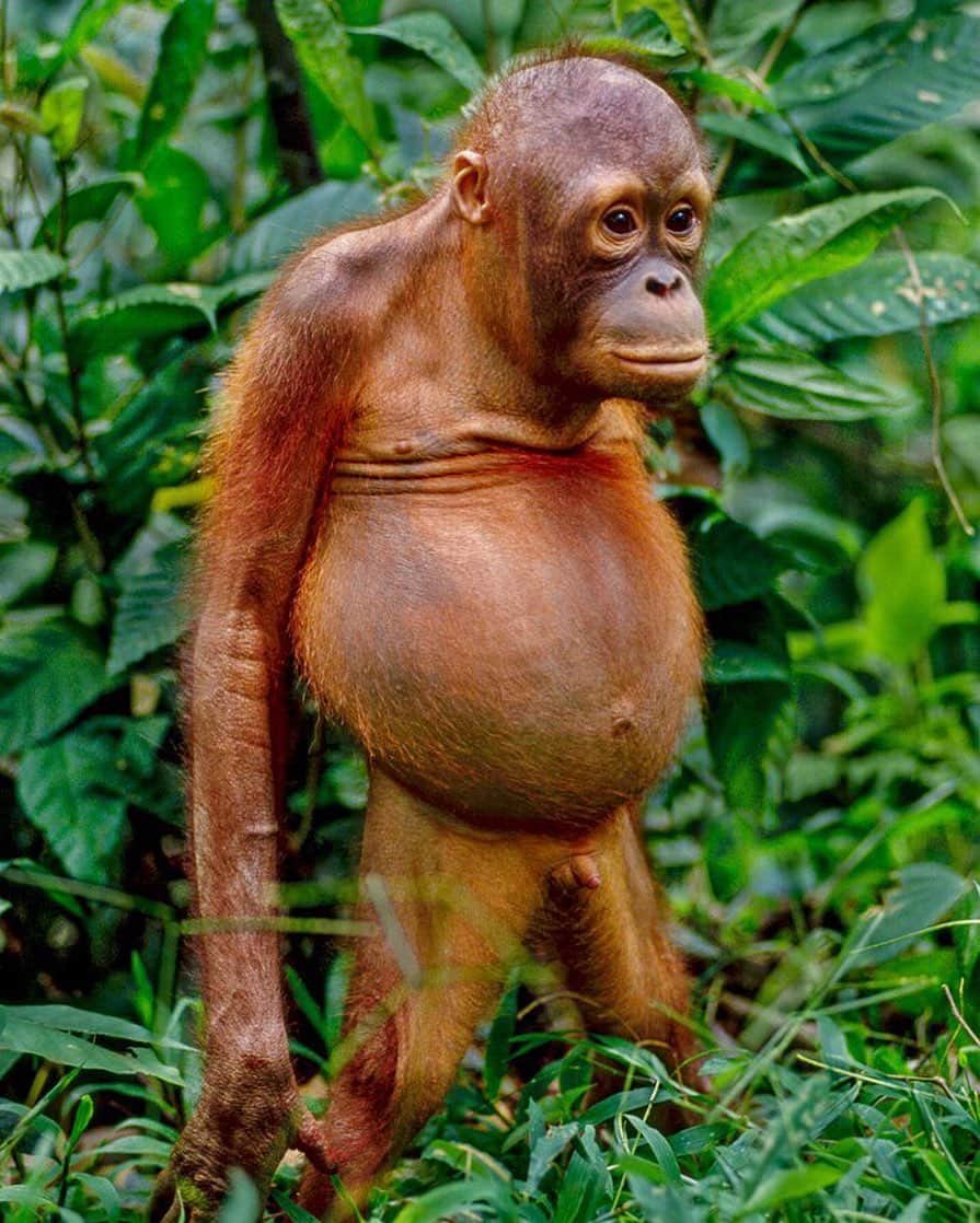 ナショナルジオグラフィックさんのインスタグラム写真 - (ナショナルジオグラフィックInstagram)「Photo by Frans Lanting @franslanting | I’m sharing this image of a young orangutan in recognition of World Orangutan Day. He has reason to look distraught. Nearly half of all orangutans—a staggering 150,000, in all—vanished from Borneo in the past 15 years, due to destruction of their forest habitat and the impact of the wild pet trade. This orphaned young male was rescued and brought to a rehab center, but he won’t have much of a future unless we protect the forests all orangutans depend on for their survival. I welcome you to support the organizations that are on the front lines of helping orangutans, with public activities as well as covert operations aimed at busting wildlife criminals. @World_Wildlife and @WildAid need your help. And follow me @FransLanting for more encounters with endangered animals around the world.  @leonardodicapriofdn #WorldOrangutanDay #Borneo #Family #Twins #Orphans #Endangered #Wildlife」8月20日 2時55分 - natgeo
