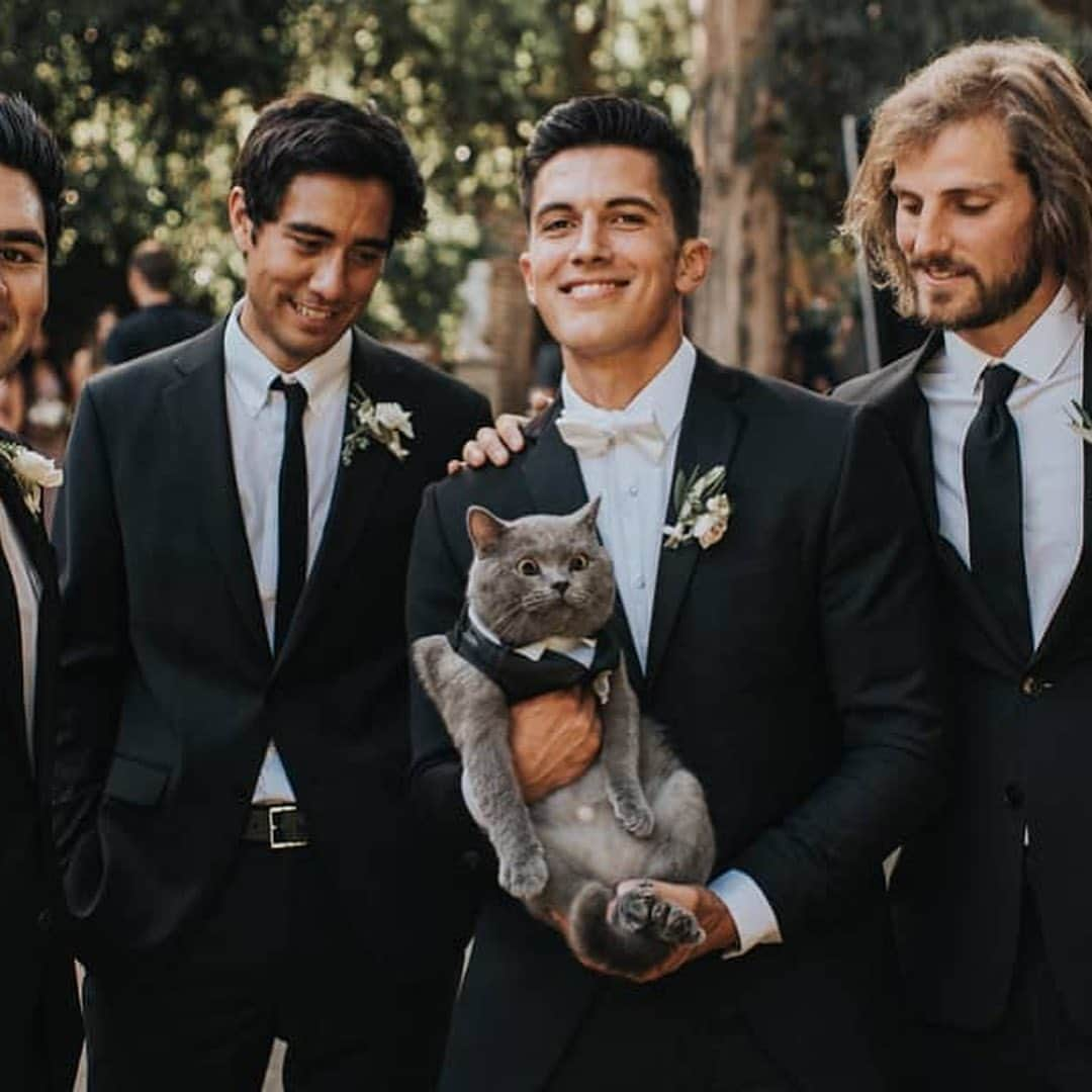 Good Morning Americaさんのインスタグラム写真 - (Good Morning AmericaInstagram)「Me-WOW! 🐱 This spiffy cat stole the show as a groomsman at his owners’ wedding — complete with his own tuxedo! 🤵👰 Link in bio for more on Prince Michael and his humans’ nuptials! (📸: @jonnieandgarrett)」8月20日 2時59分 - goodmorningamerica