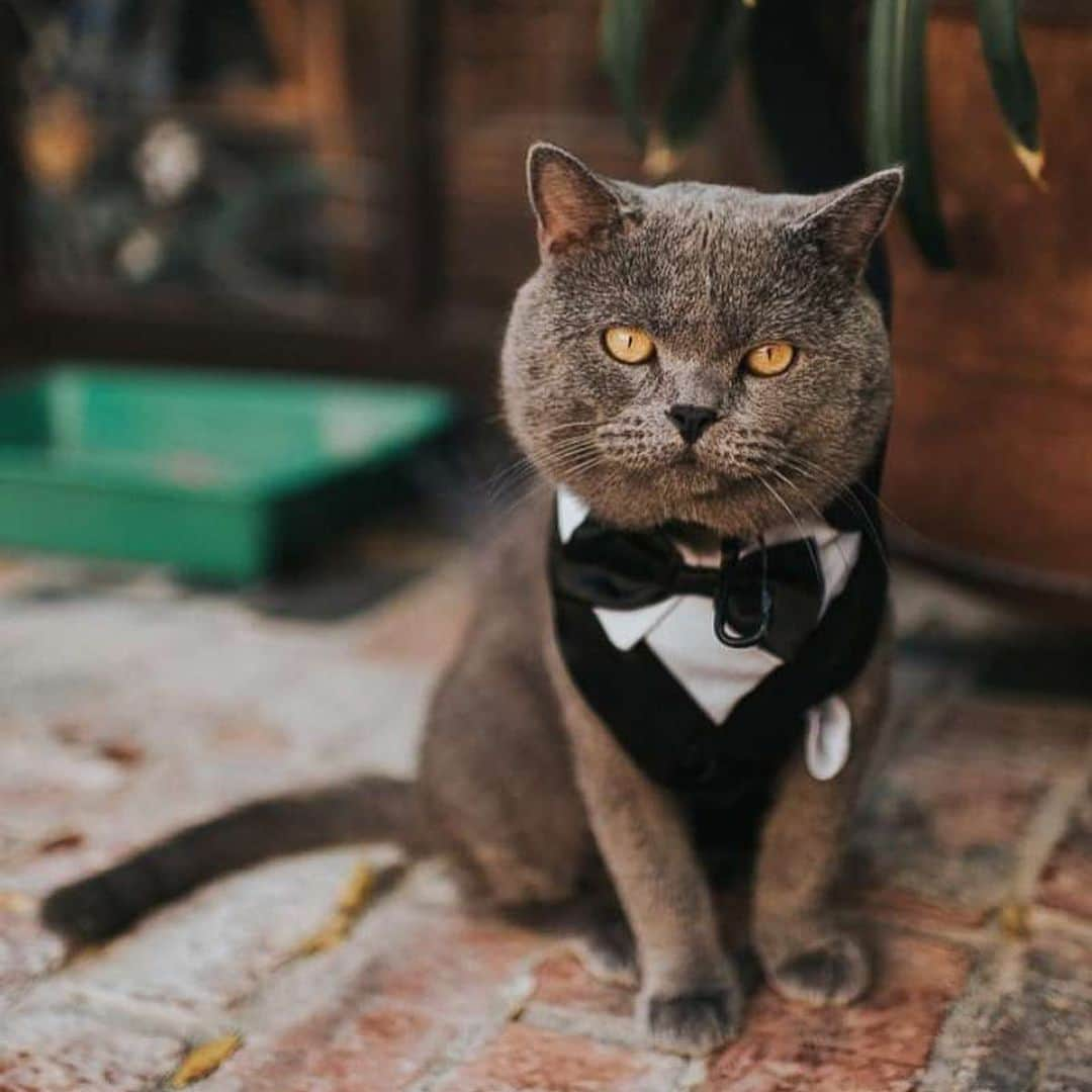 Good Morning Americaさんのインスタグラム写真 - (Good Morning AmericaInstagram)「Me-WOW! 🐱 This spiffy cat stole the show as a groomsman at his owners’ wedding — complete with his own tuxedo! 🤵👰 Link in bio for more on Prince Michael and his humans’ nuptials! (📸: @jonnieandgarrett)」8月20日 2時59分 - goodmorningamerica