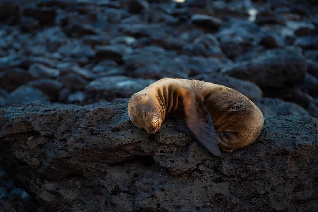 NikonUSAさんのインスタグラム写真 - (NikonUSAInstagram)「#NikonNoFilter #MondayMood from @olga_sergeevna_kim21: “I’m not the only one that wishes I was in bed feeling as cozy as this Galápagos sea lion pup, right?” 📸: #Nikon #D750 #wildlifephotography #galapagos #galapagosislands #sealion #travel #travelphotography」8月20日 3時06分 - nikonusa